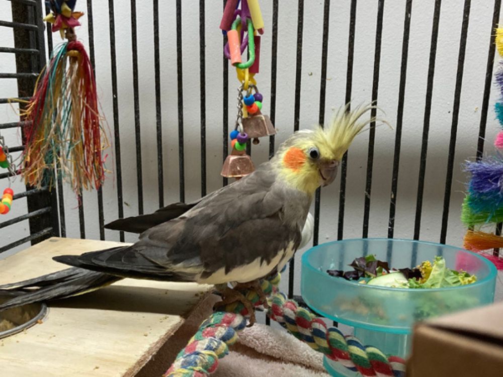 What Are The Best Toys for Cockatiels to Consider in 2024?