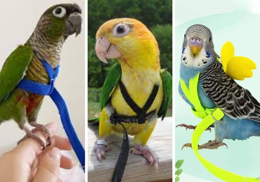 Training Your Parakeet to Wear a Leash