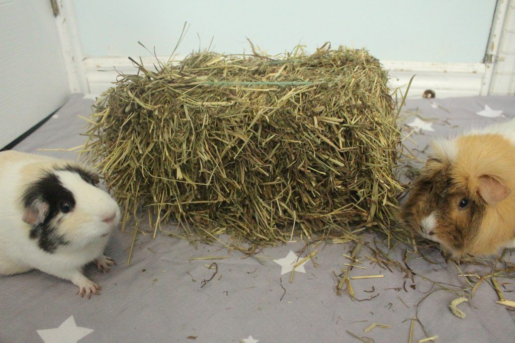 2 Guinea Pigs Eating Hay Mini Bale