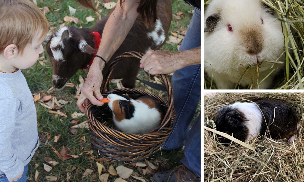 Feeding Your Guinea Pig the Right Way