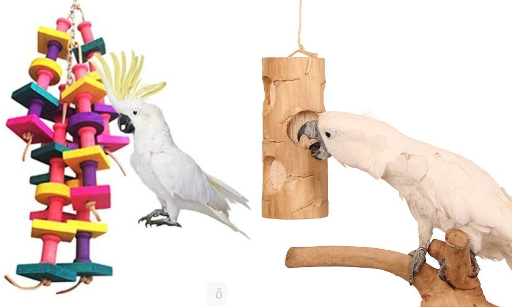 Tips for Providing Stimulating Cockatoo Toys For Your Feathered Friend