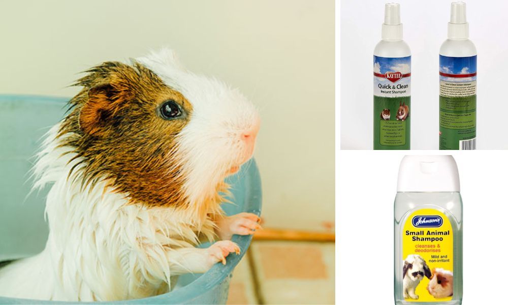 Guinea Pig Shampoo Choosing the Right Shampoo for Your Piggie