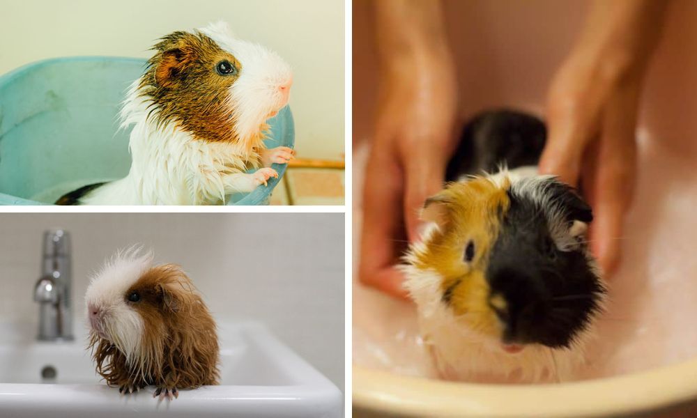 Important Tips for Bathing Your Guinea Pigs