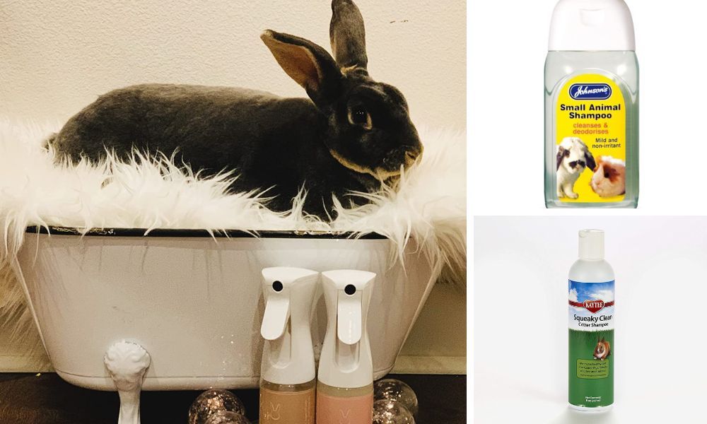 The Top 5 Rabbit Shampoos to Keep Your Pet Clean