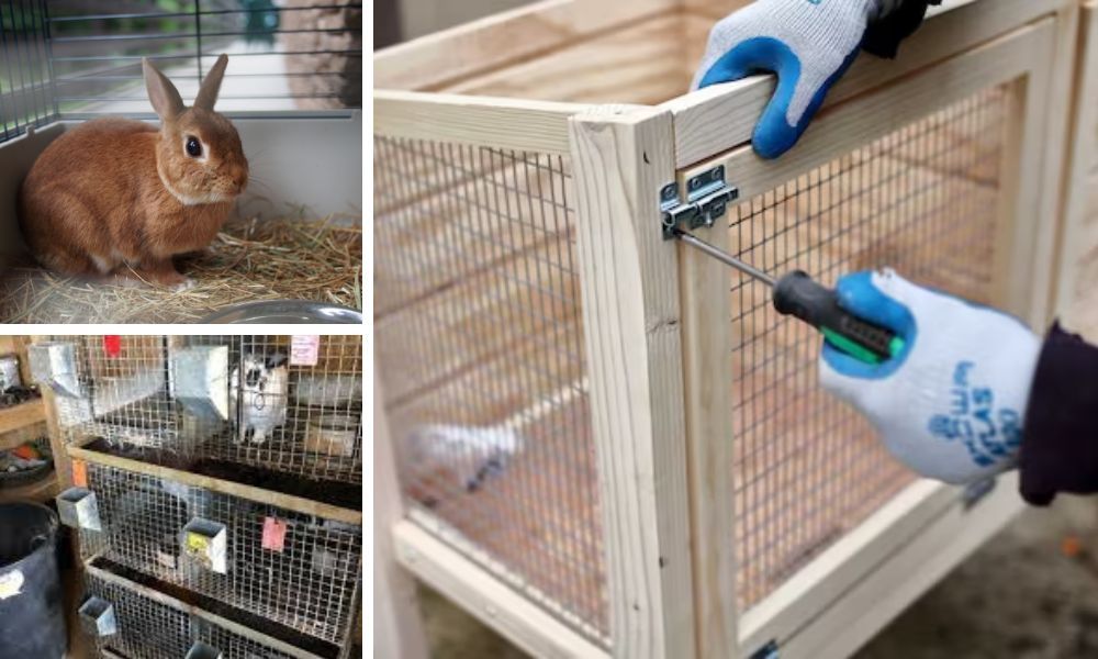DIY Stackable Rabbit Cages StepbyStep Instructions for Building Your Own