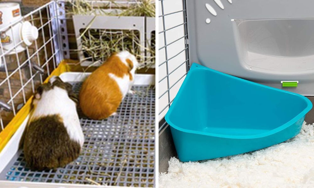 Crafting a Customized Litter Box For Guinea Pigs
