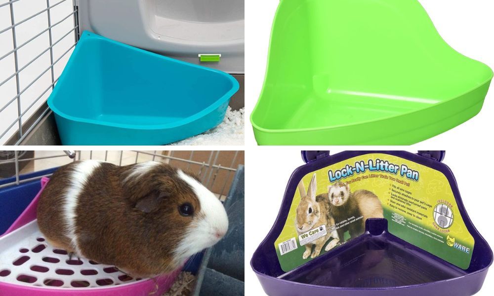 Guinea Pig Litter Box Which are the Best Litter Boxes for Piggies?