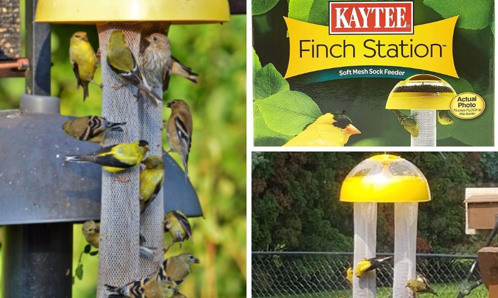 Feed Your Finches with the Kaytee Bird Feeders for a StressFree Bird