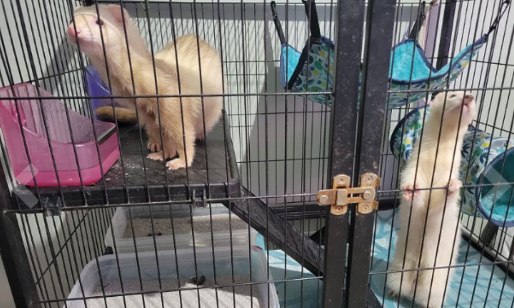 Two White Ferrets in a cage 