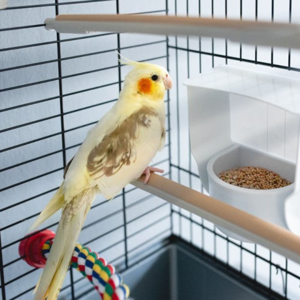 Cockatiel inside his cage