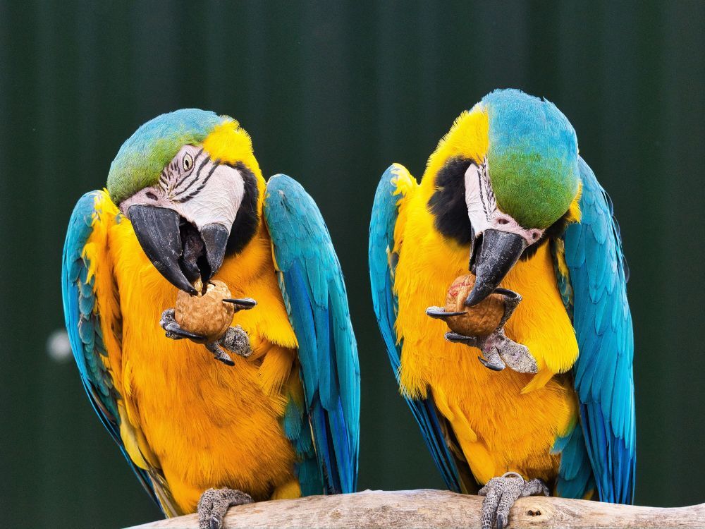 Blue and gold Macaw Eating Nuts