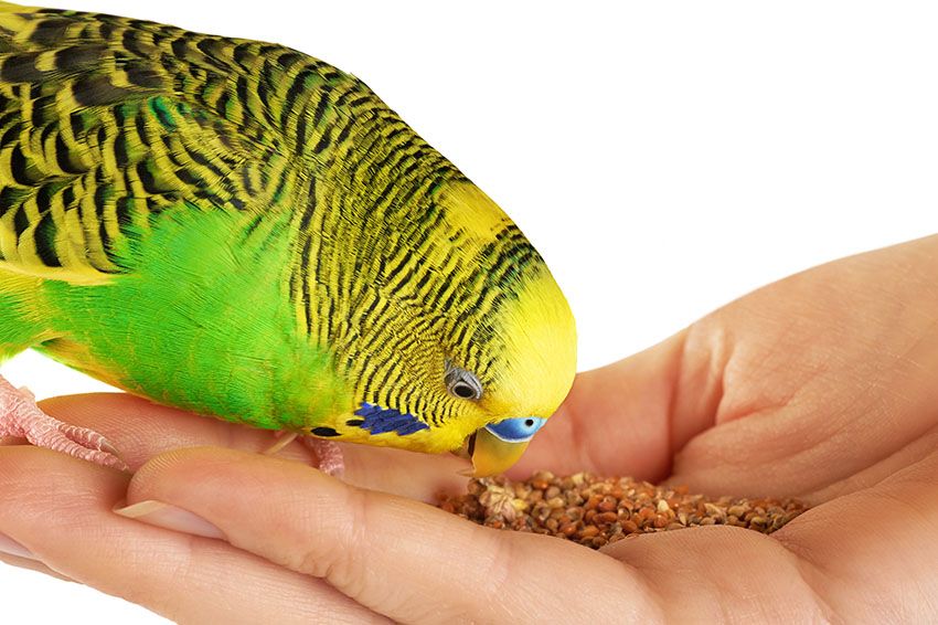 Parakeet Eating Millet