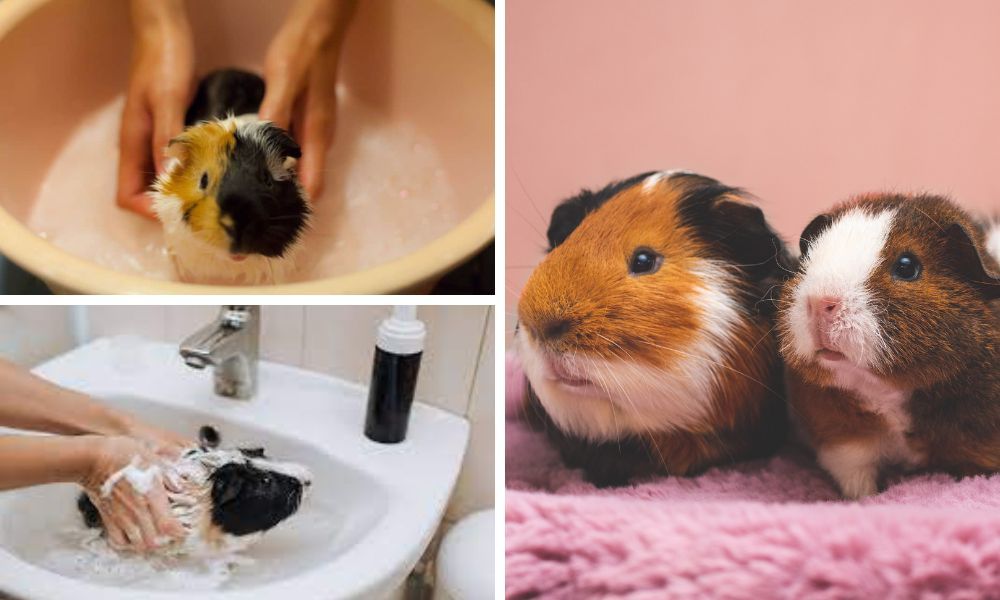 Guinea Pig Shampoo