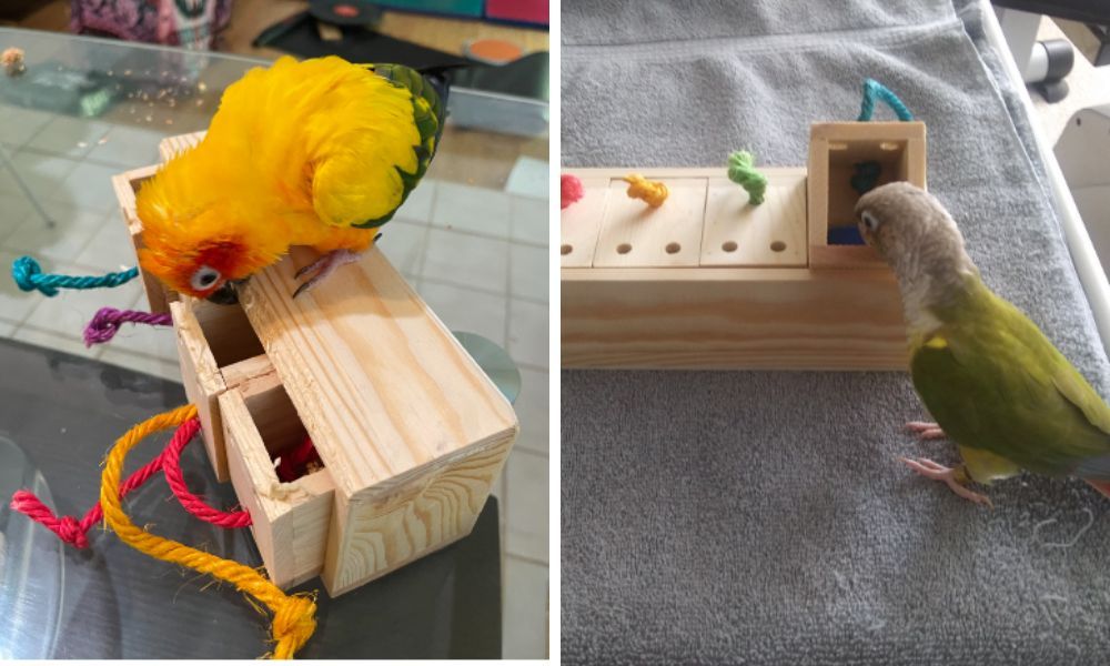 Foraging Toys for Parrots
