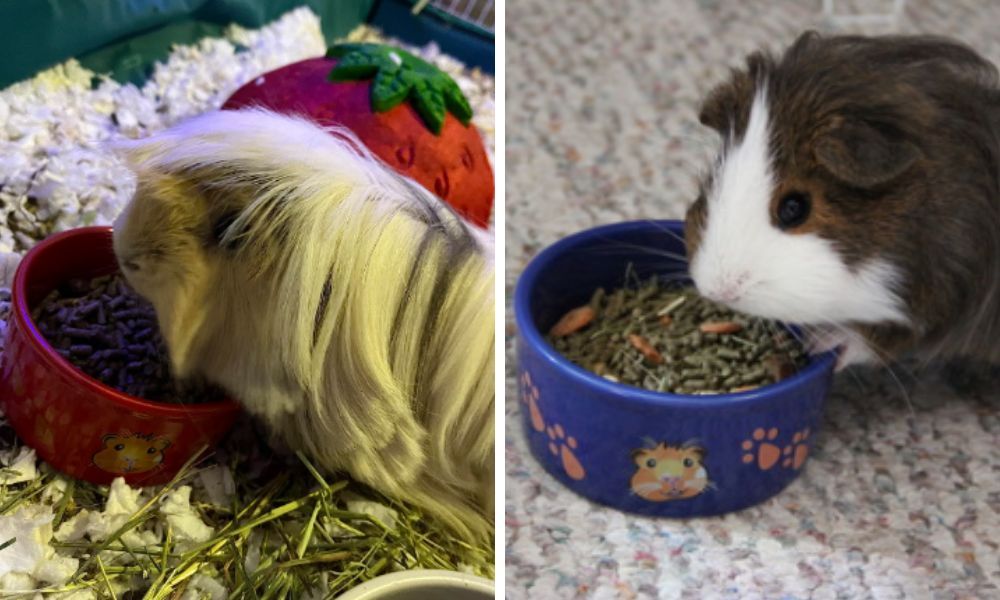 Food Bowls For Guinea Pigs