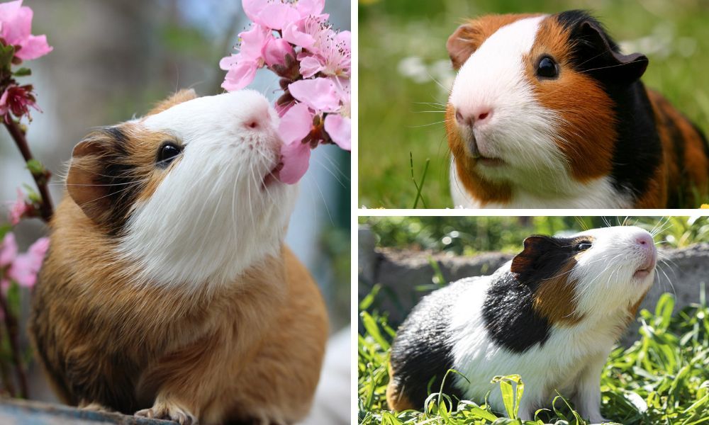 American Guinea Pig: Your Ultimate Guide to a Furry Companion