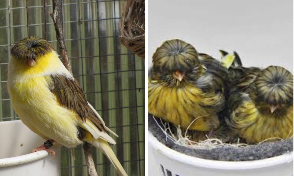 Belgian Canary Nesting