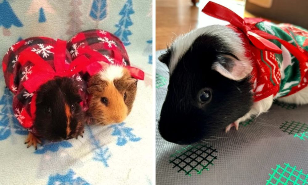 Chrismas Sweters For Cute Guinea Pigs
