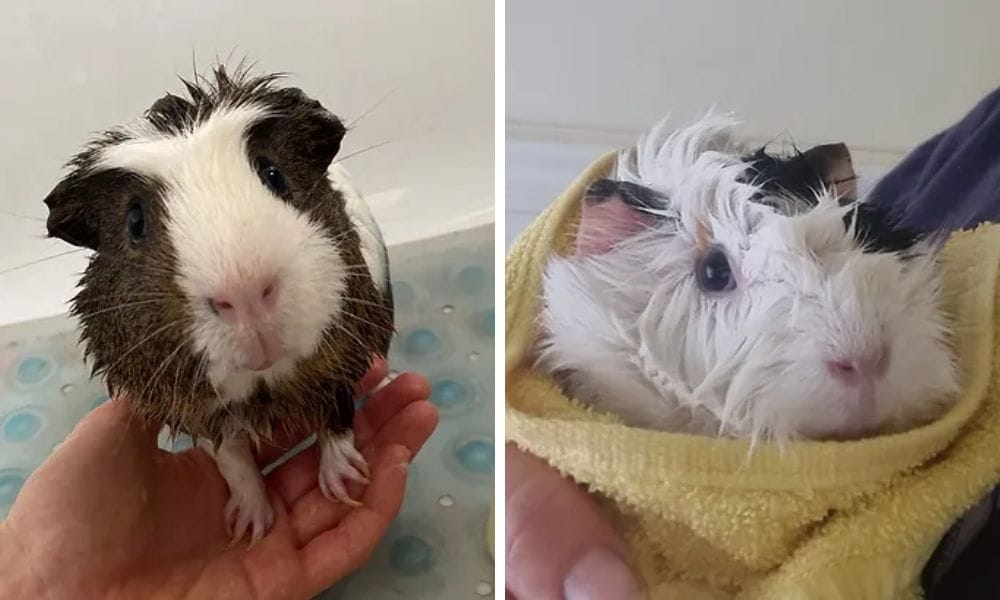 The Ultimate Guide to Guinea Pig Shampoo Keeping Your Furry Friend