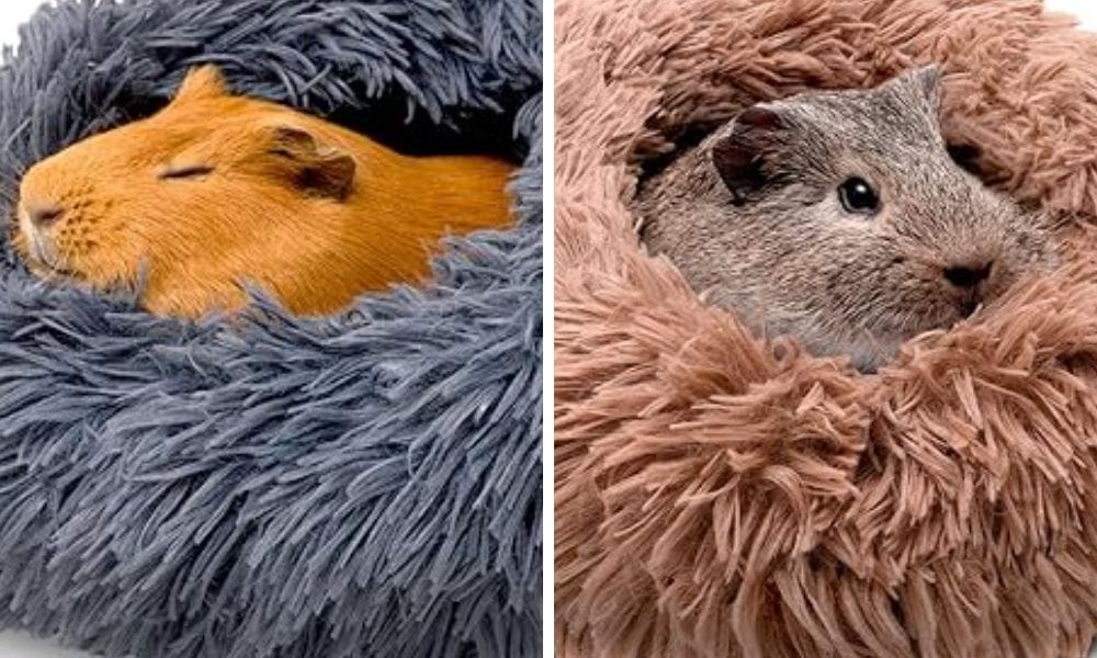 Do Guinea Pigs Hibernate? Uncovering the Truth About Our Furry Friends