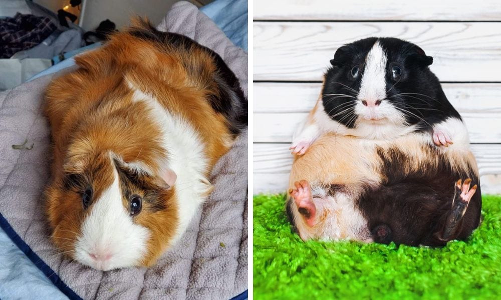 2 Fat Guinea Pigs