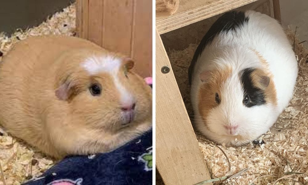 Two Fat Guinea Pigs