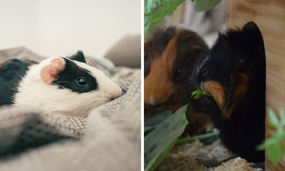 Are Guinea Pigs Nocturnal? Unveiling the Sleep Secrets of Our Furry Friends