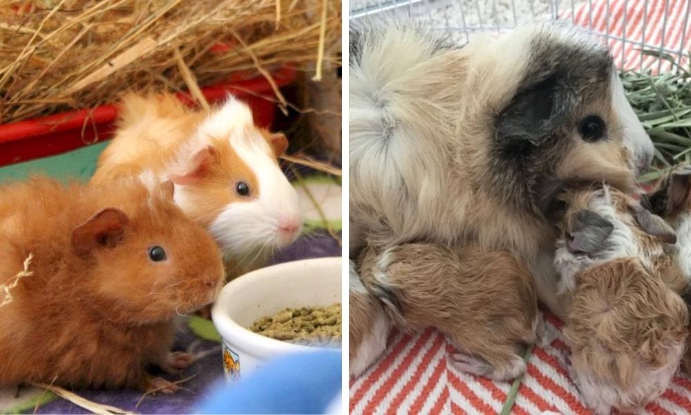 Two baby Guinea Pigs