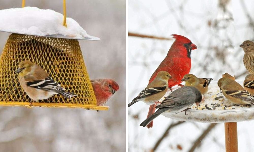 Backyards birds feeding in Winter