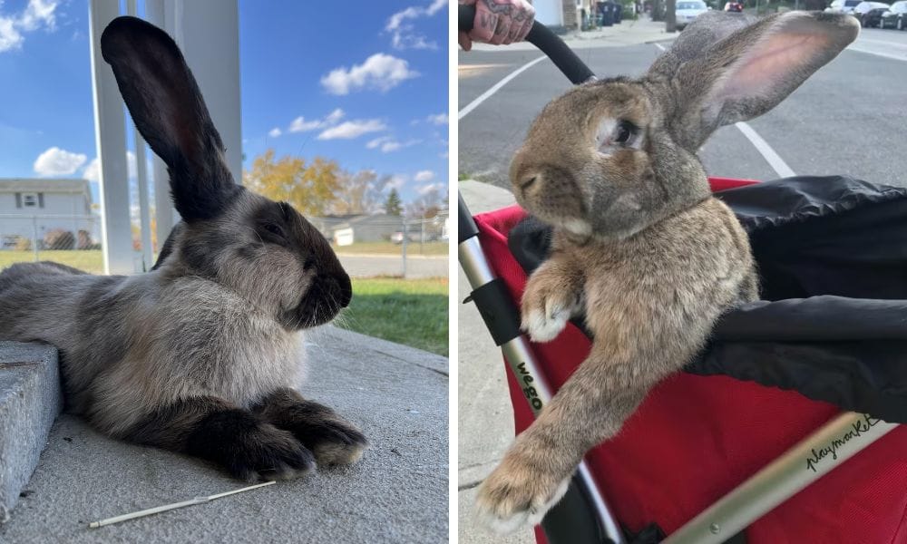 Two Continental Giant Rabbits