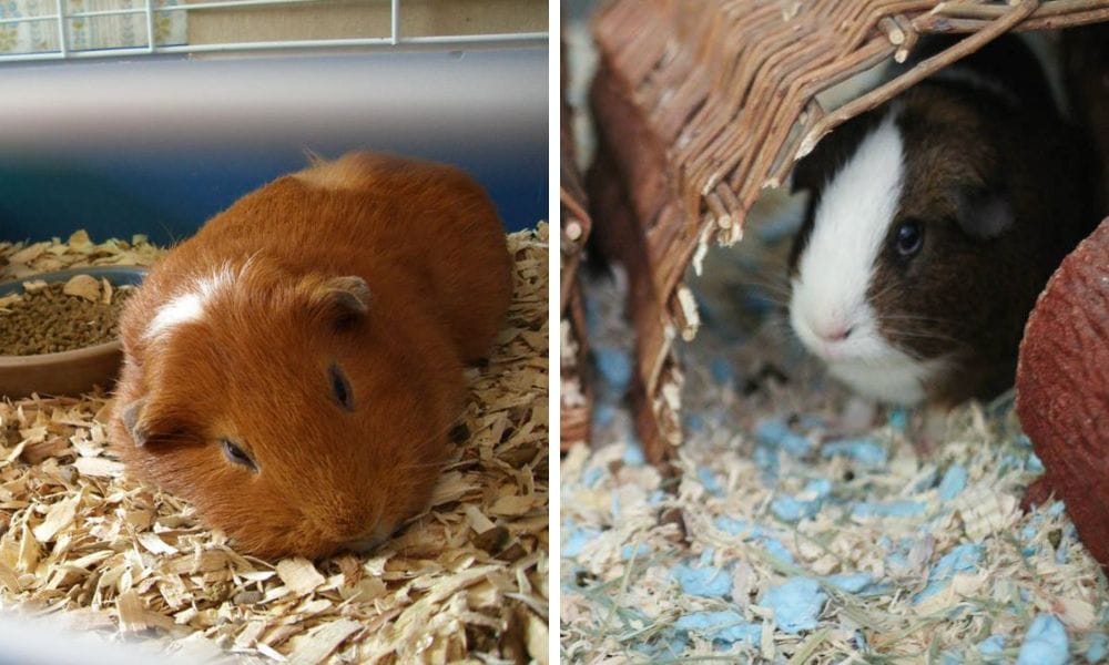 Bedding for guinea pigs