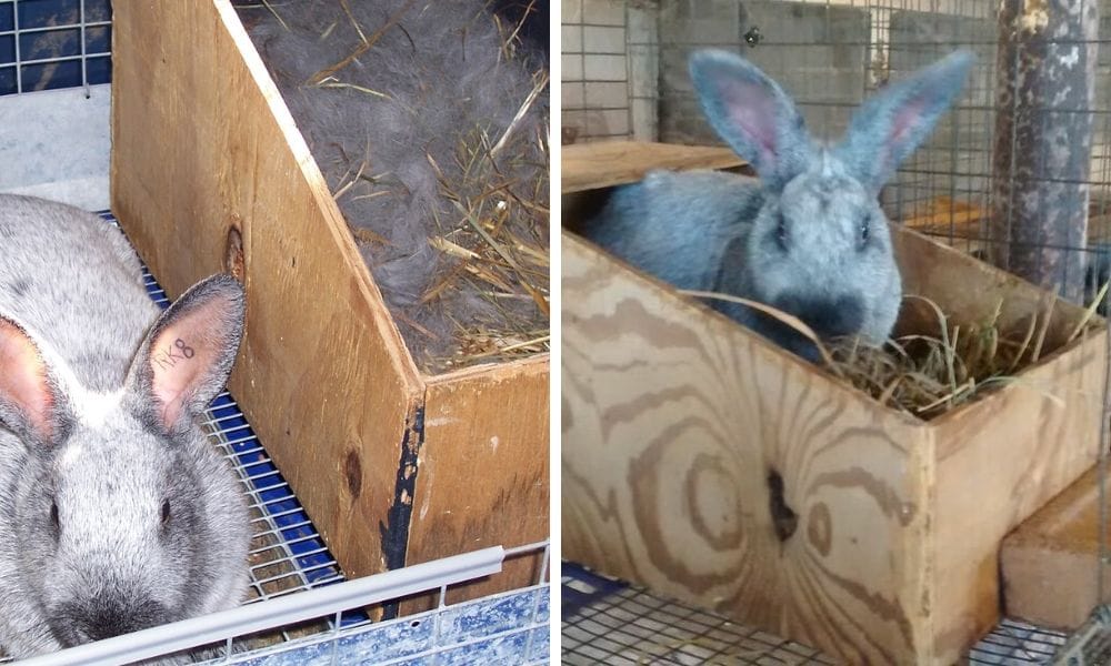 Rabbits nest box