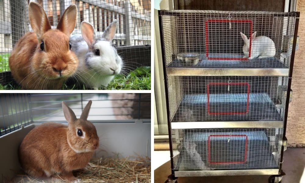 stackable rabbit cage configuration 3 high
