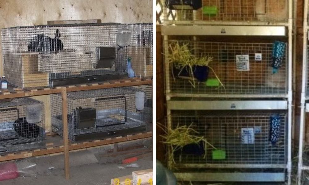 Rabbit Cages with pull-out waste pan or tray
