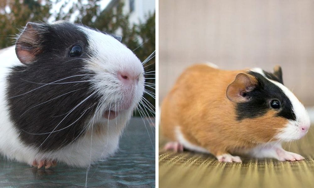 Two American Guinea Pigs