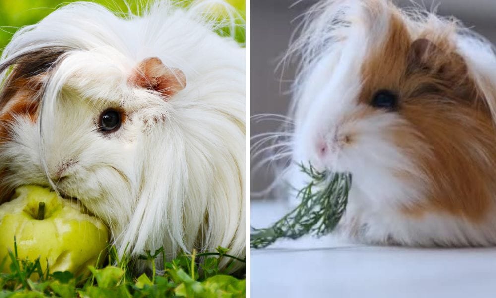 2 guinea pigs eating vegetable