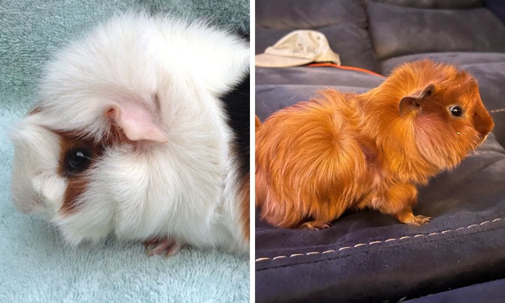Two abyssinian guinea pigs