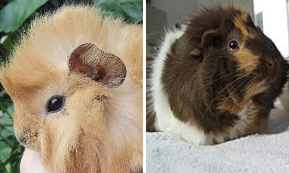 two abyssinian guinea pigs 