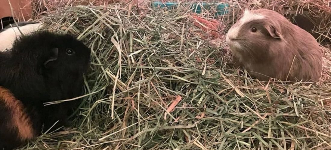 Two guinea pigs eating hay