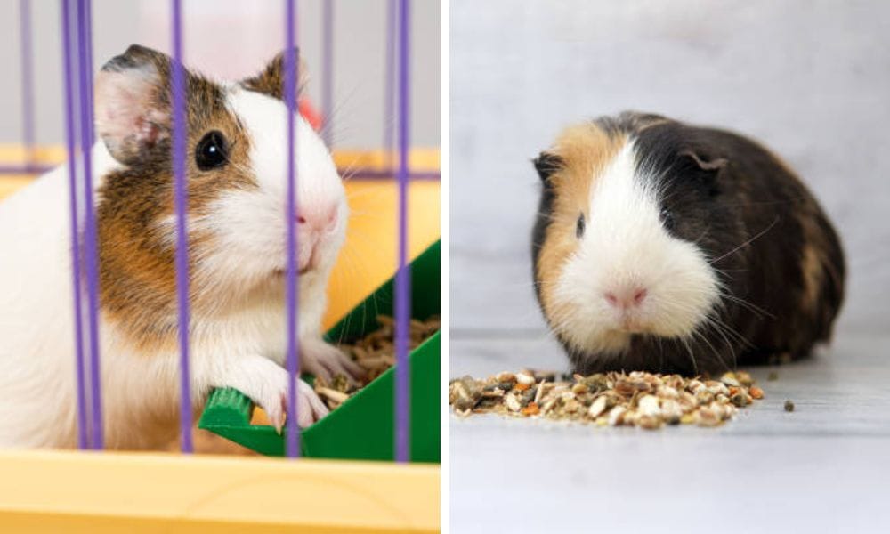 best treats for guinea pigs