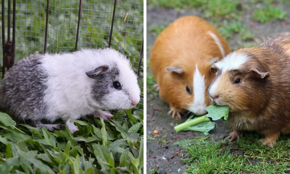 taking care of guinea pigs 101