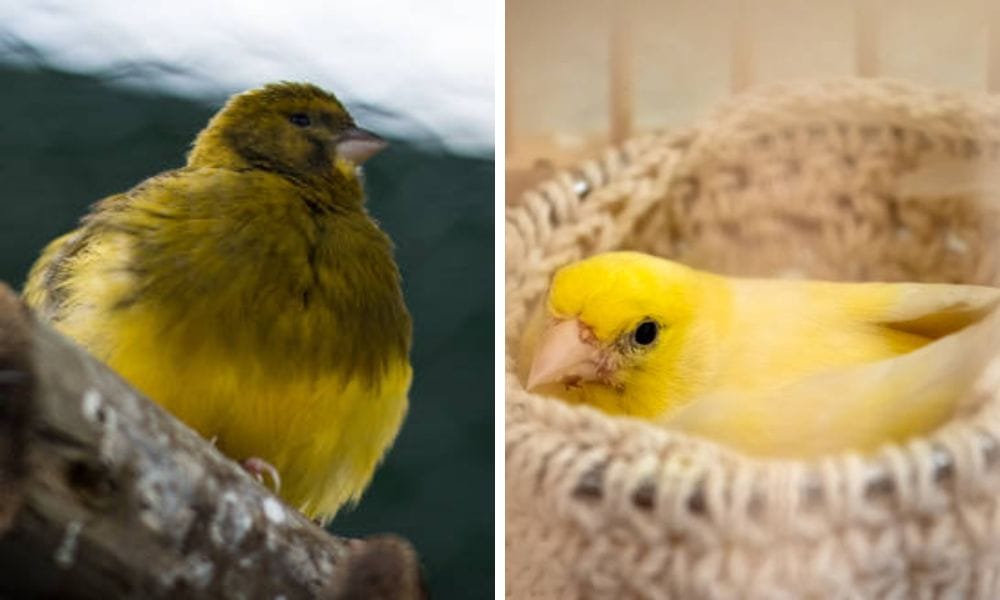 Yellow canarry in canary nest