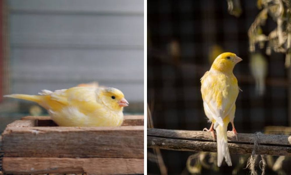 two yellow canaries