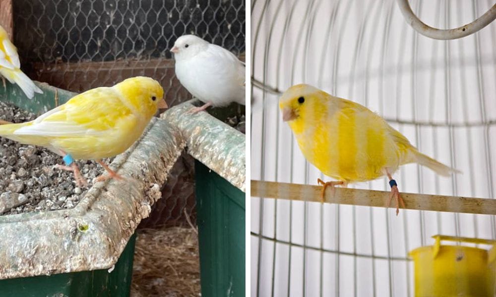 Three canaries