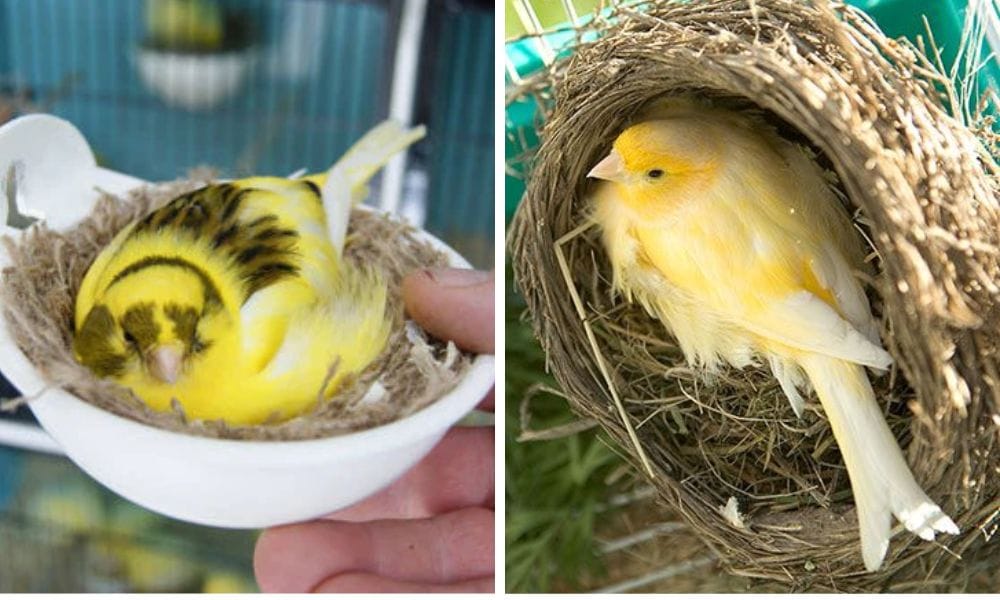 Bird and Canary Nest