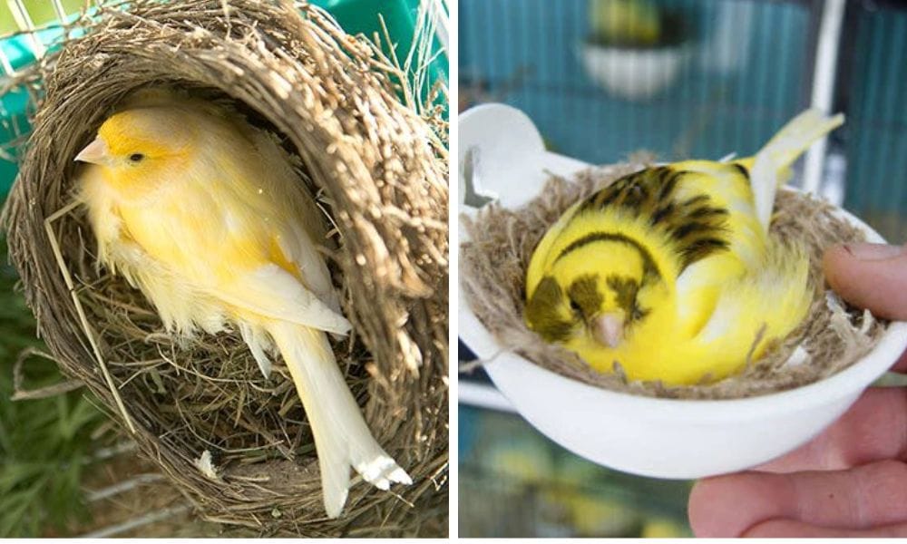 Canary nest form brenches, grass or plastic walls