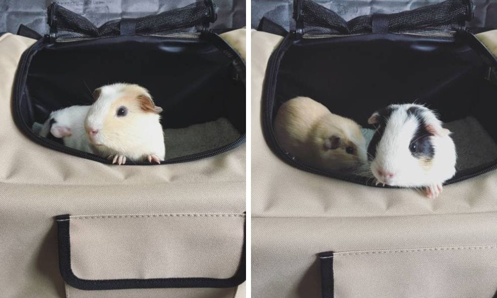 Small Pet and Small Animal Carrier