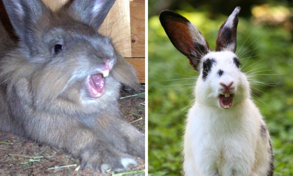 Rabbit Yawning