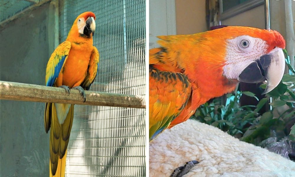 two camelot macaws