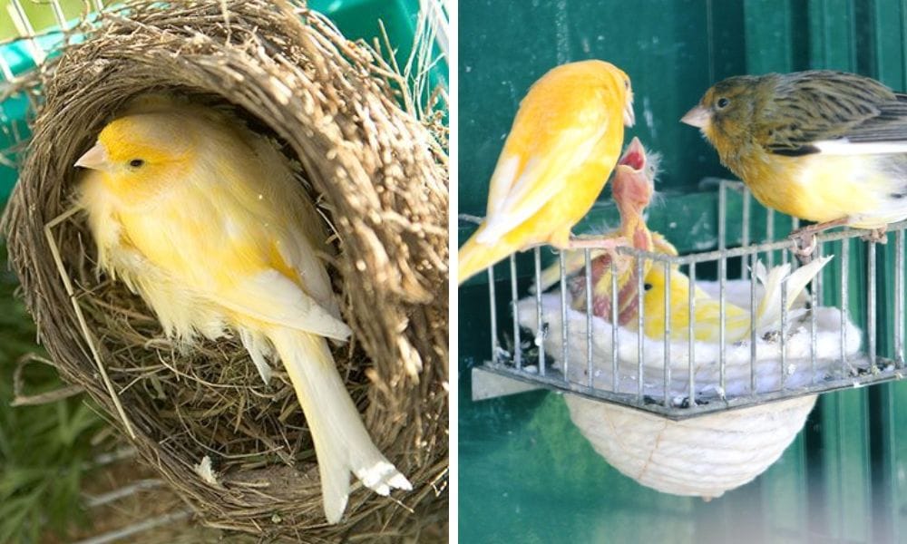 Canary nest and cage